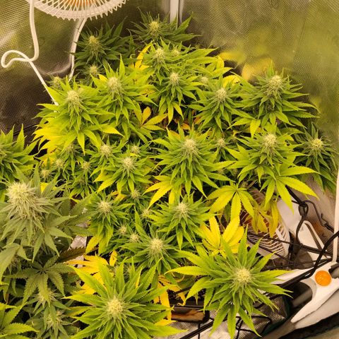 Special Queen 1 growlog timeline photo