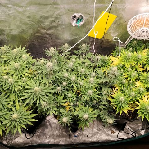 Special Queen 1 growlog timeline photo