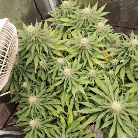 Special Queen 1 growlog timeline photo