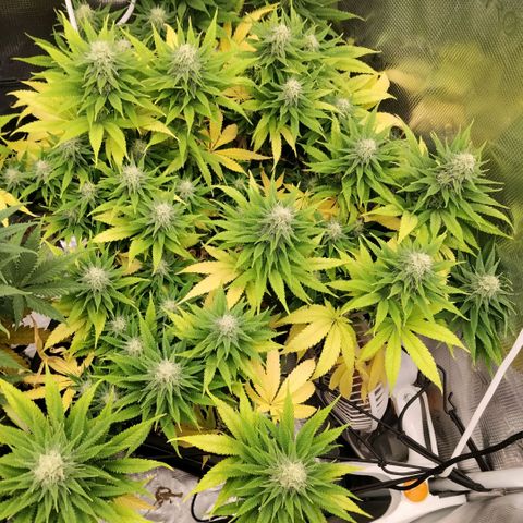 Special Queen 1 growlog timeline photo