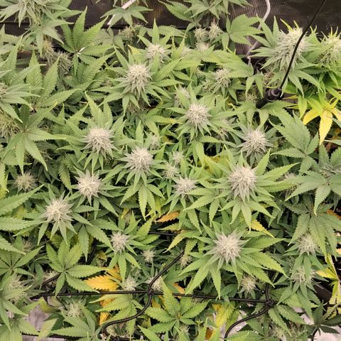 Special Queen 1 growlog timeline photo