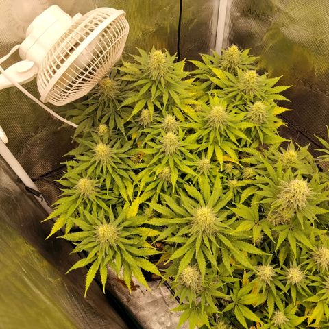 Special Queen 1 growlog timeline photo