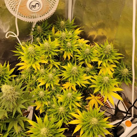 Special Queen 1 growlog timeline photo