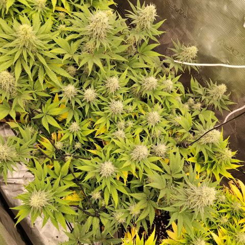 Special Queen 1 growlog timeline photo