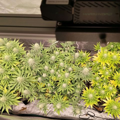 Special Queen 1 growlog timeline photo