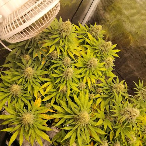 Special Queen 1 growlog timeline photo