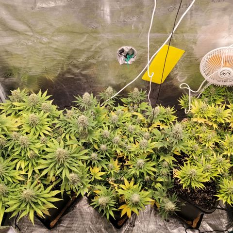 Special Queen 1 growlog timeline photo