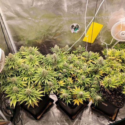 Special Queen 1 growlog timeline photo