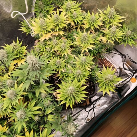 Special Queen 1 growlog timeline photo