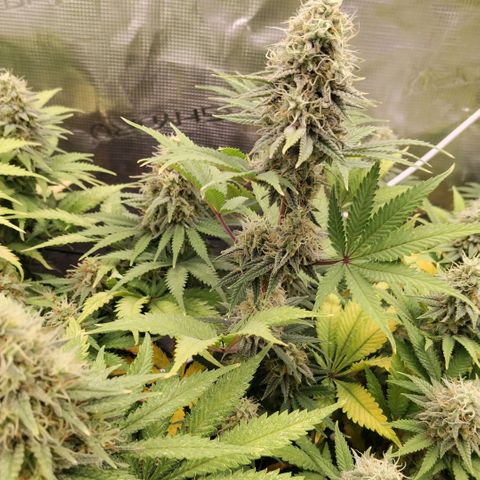 Special Queen 1 growlog timeline photo