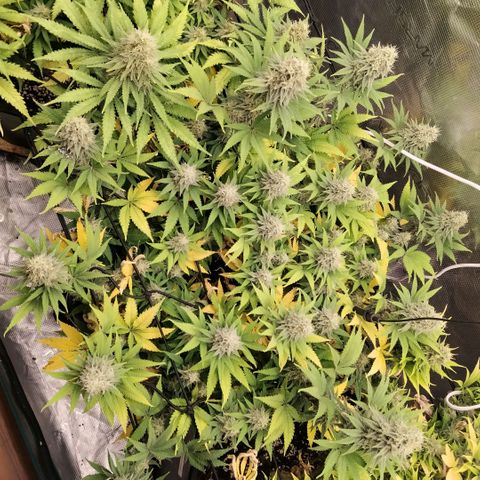 Special Queen 1 growlog timeline photo