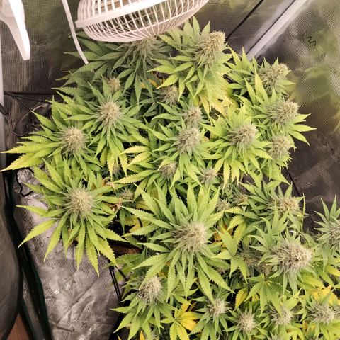 Special Queen 1 growlog timeline photo