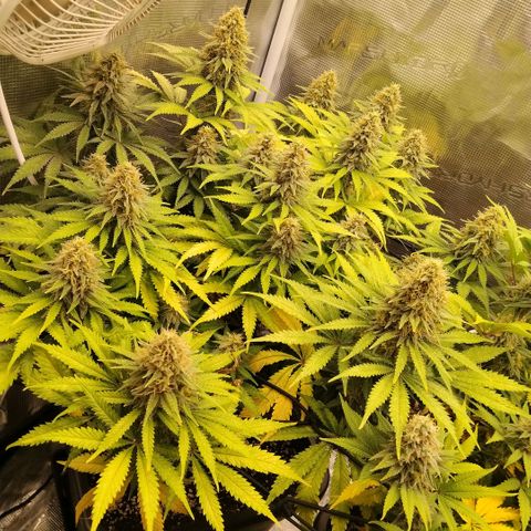 Special Queen 1 growlog timeline photo