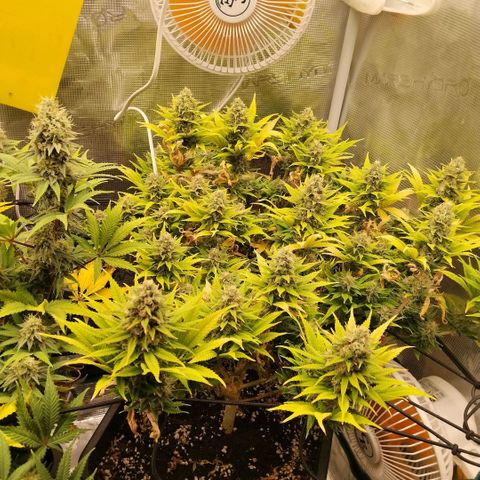 Special Queen 1 growlog timeline photo