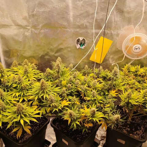 Special Queen 1 growlog timeline photo