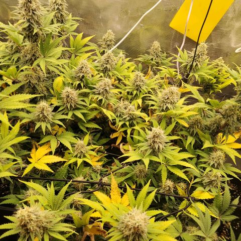 Special Queen 1 growlog timeline photo