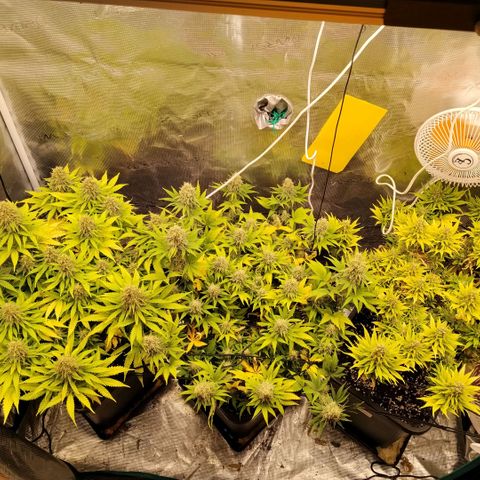 Special Queen 1 growlog timeline photo