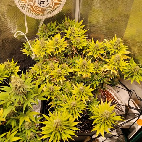 Special Queen 1 growlog timeline photo
