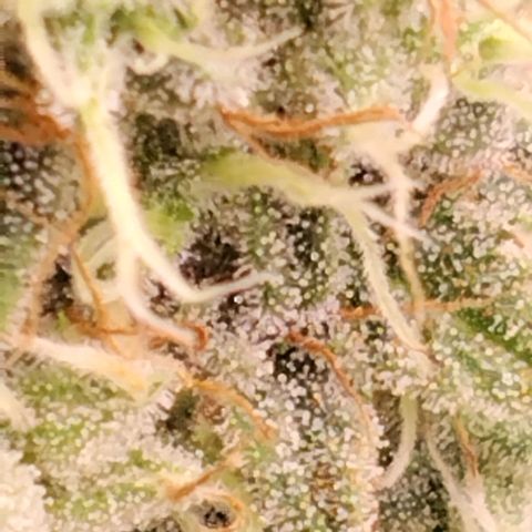 Special Queen 1 growlog timeline photo