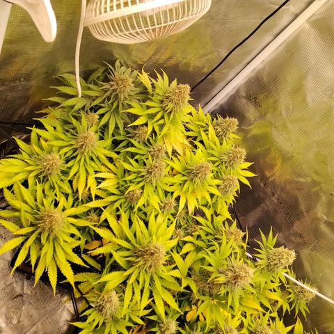 Special Queen 1 growlog timeline photo