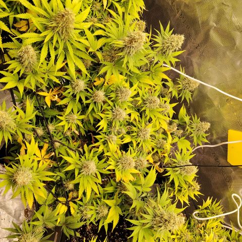 Special Queen 1 growlog timeline photo