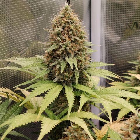 Special Queen 1 growlog timeline photo