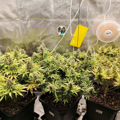 Special Queen 1 growlog timeline photo