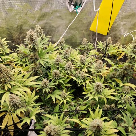 Special Queen 1 growlog timeline photo