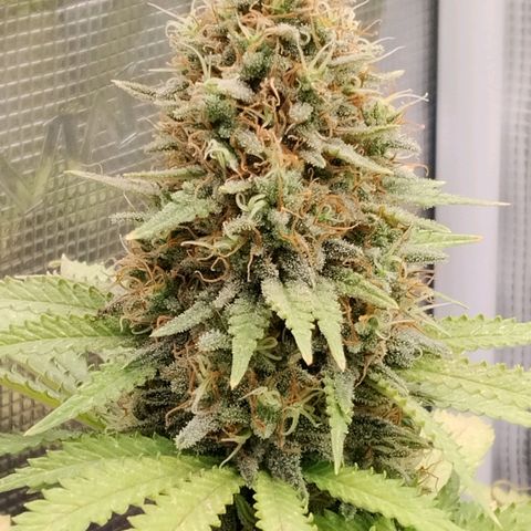 Special Queen 1 growlog timeline photo