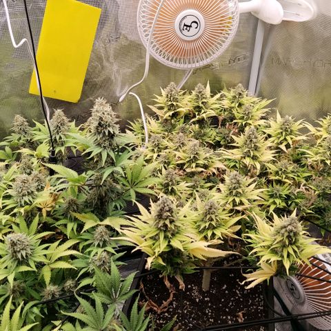Special Queen 1 growlog timeline photo