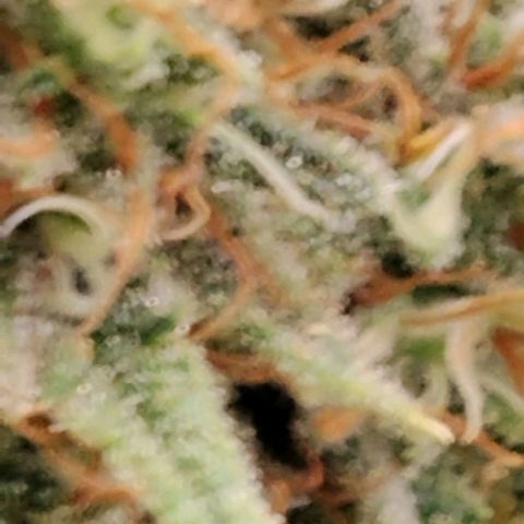 Special Queen 1 growlog timeline photo
