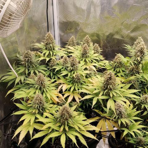 Special Queen 1 growlog timeline photo