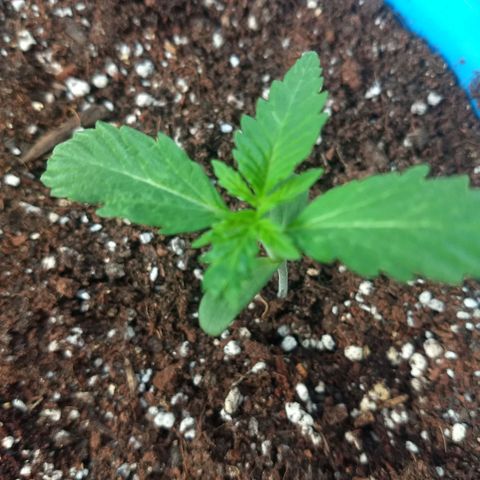 Azul growlog timeline photo