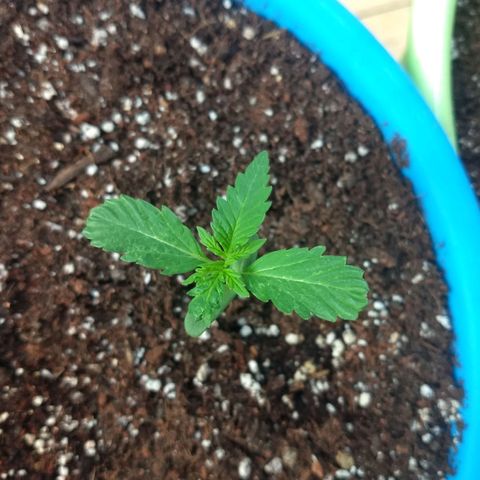Azul growlog timeline photo