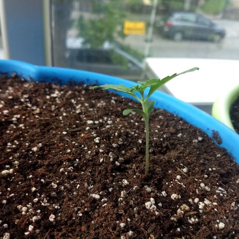 Azul growlog timeline photo