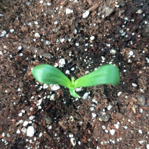 Verde growlog timeline photo
