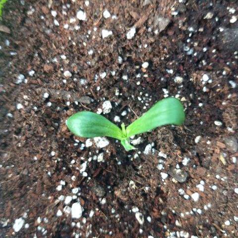 Verde growlog timeline photo