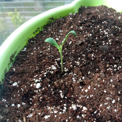 Verde growlog timeline photo