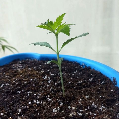 Azul growlog timeline photo
