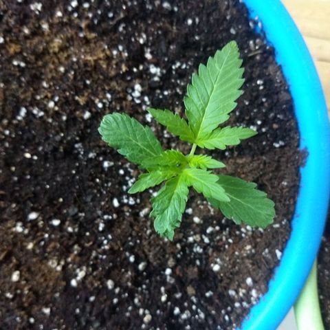 Azul growlog timeline photo