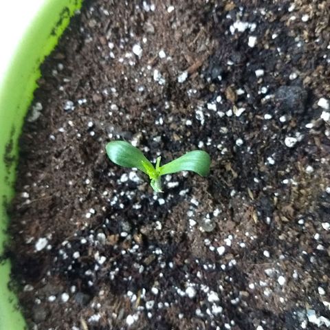 Verde growlog timeline photo