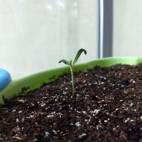 Verde growlog timeline photo