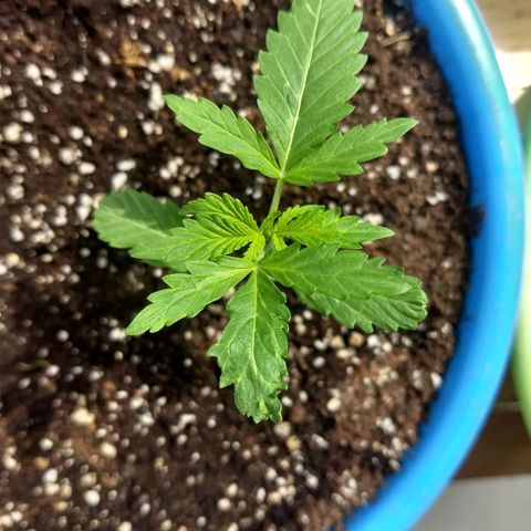 Azul growlog timeline photo