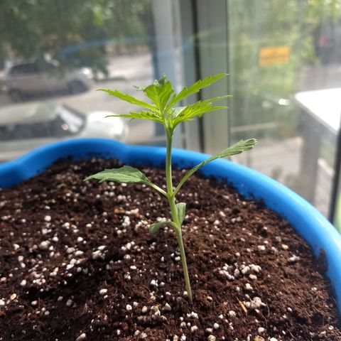 Azul growlog timeline photo