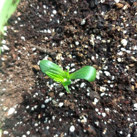 Verde growlog timeline photo