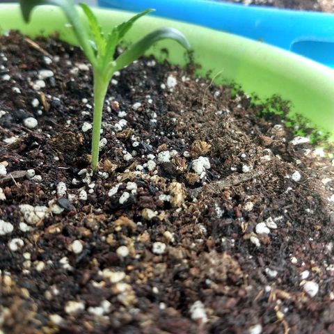 Verde growlog timeline photo