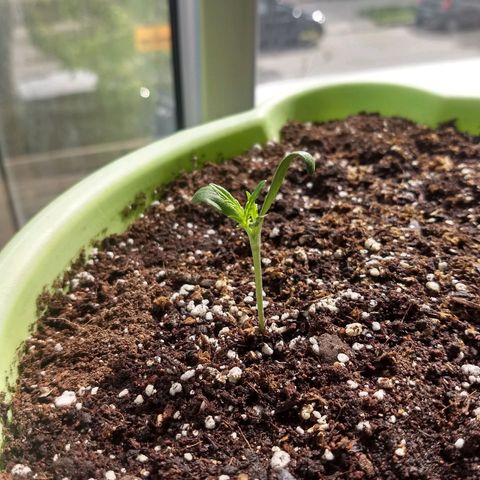 Verde growlog timeline photo