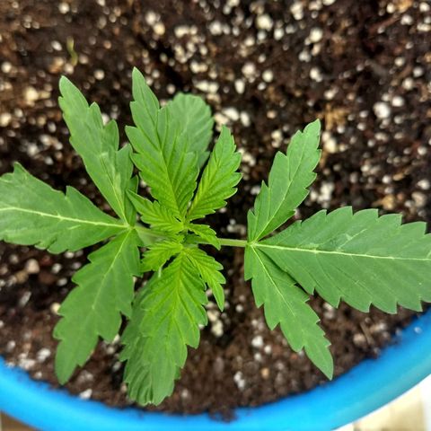 Azul growlog timeline photo