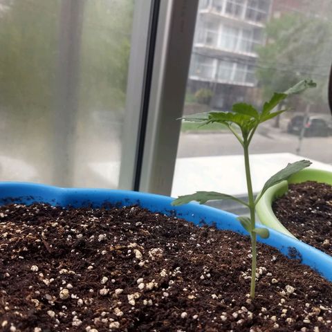 Azul growlog timeline photo