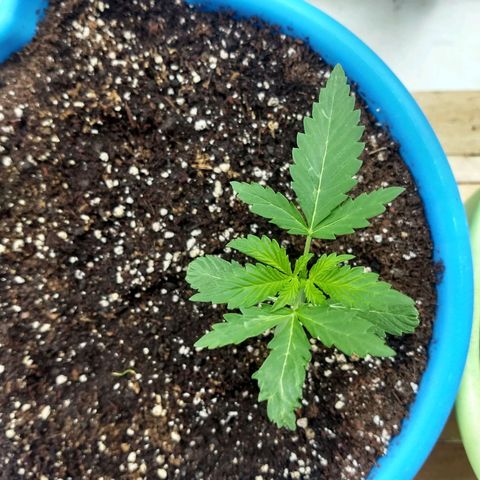 Azul growlog timeline photo